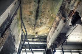 Why You Should Choose Our Mold Remediation Services in White City, OR